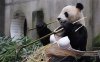 panda-sex.jpg
