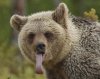 potd-bear_2999230k.jpg