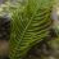 Caulerpa