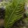 Caulerpa