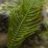 Caulerpa