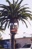 943156333d1232382883-game-big-picture-war-palm-tree-face.jpg