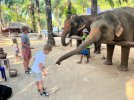 elephants.jpg