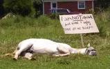 the-poor-horse-just-wants-a-nap-v0-euq6t7g9nu291.webp